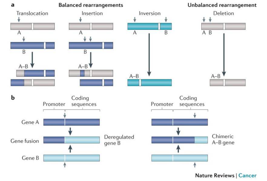 Gene fusion.