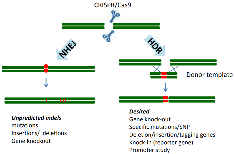 Next Generation Sequencing Validating Your CRISPR/Cas9 Edit