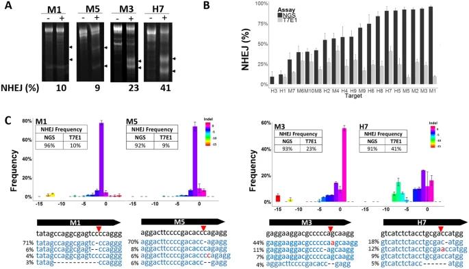 Figure 2. Evaluation of CRISPR-Cas9 activity using the T7E1 Assay and Next-Generation Sequencing. (Sentmanat et al., 2018)