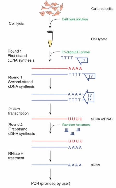 The procedure for the cDNA Synthesis