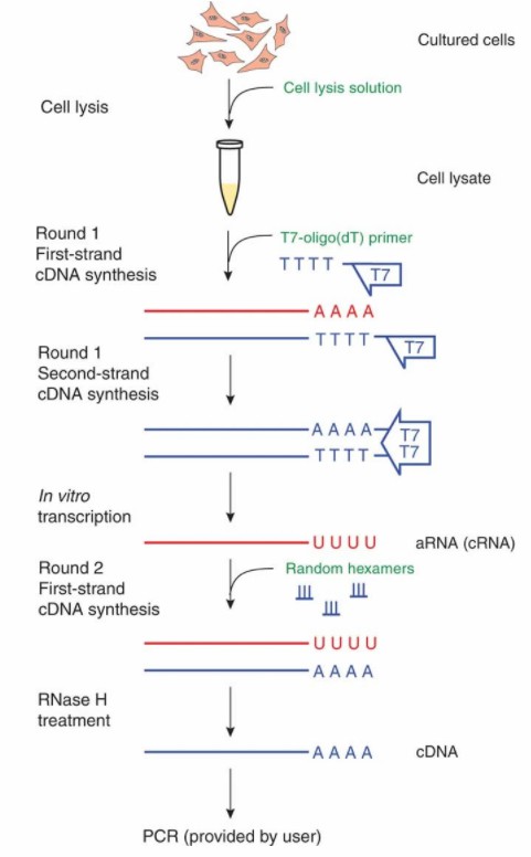 Overview of cDNA Synthesis