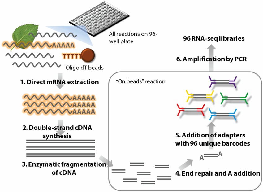 High-throughput RNA-seq (HTR) library preparation