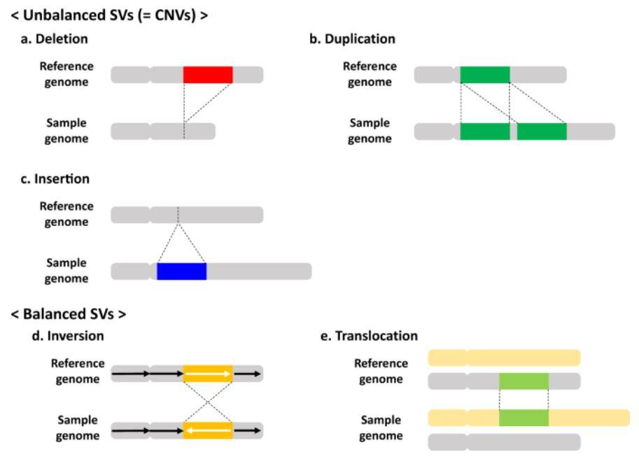 What is Copy Number Variation (CNV)?