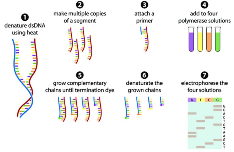 Figure 1 Principle of Sanger sequencing