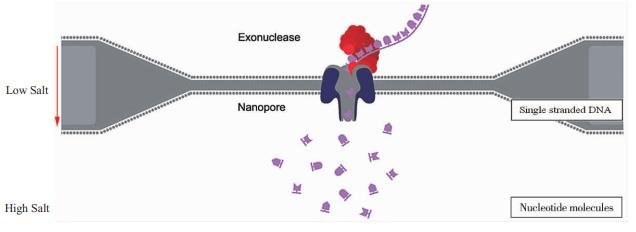 Nanopore sequencing technology