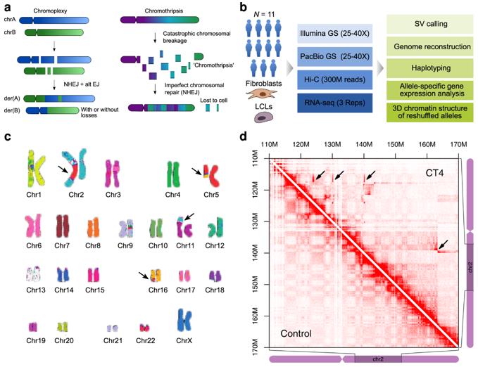 Forms of complex genomic rearrangements: Chromoplexy is characterized by the exchange of larger fragments between chromosomes. (Schöpflin et al., 2022)