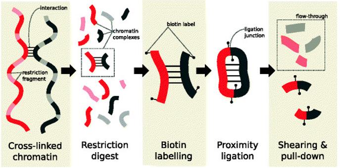 Main steps in the Hi-C protocol prior to sequencing. (Lun et al., 2015)