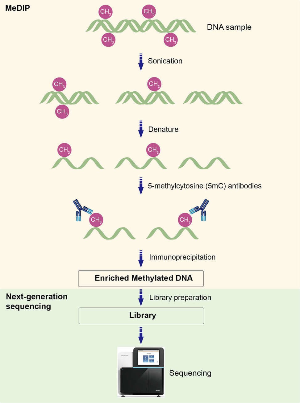 Figure 1. The MeDIP-seq workflow.