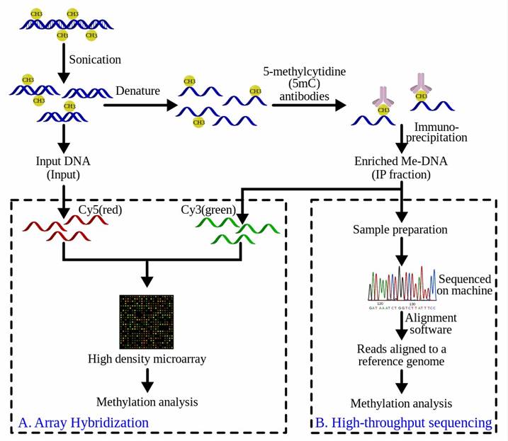 Figure 3. Comprehensive Workflow Overview of the MeDIP Procedure followed by (A) Array-Hybridization or (B) High-Throughput Sequencing (from wiki).