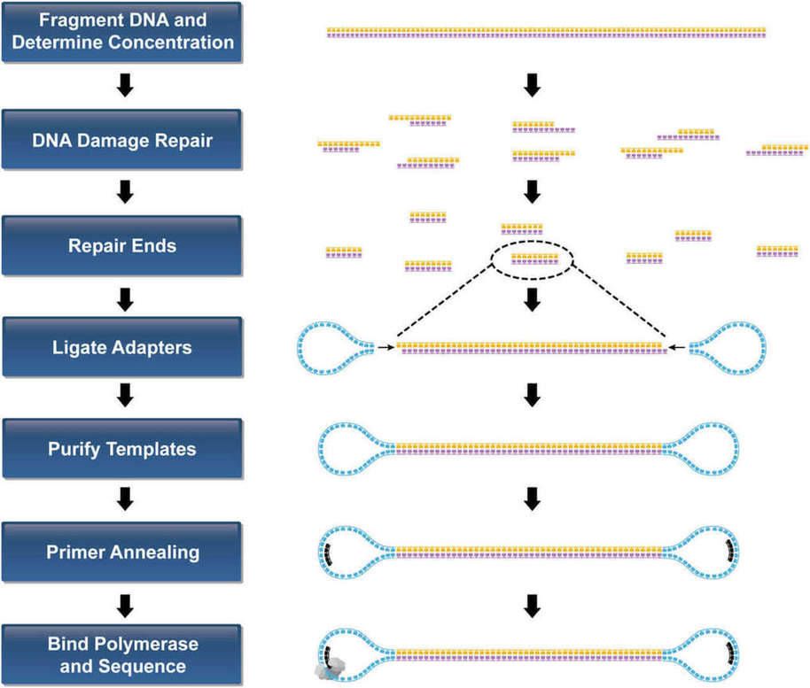 Template Preparation Workflow for PacBio RS II system.