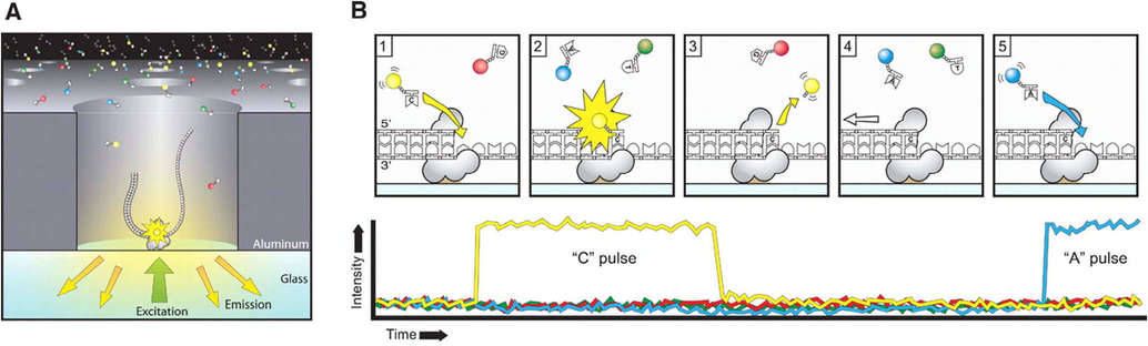 Sequencing via light pulses.