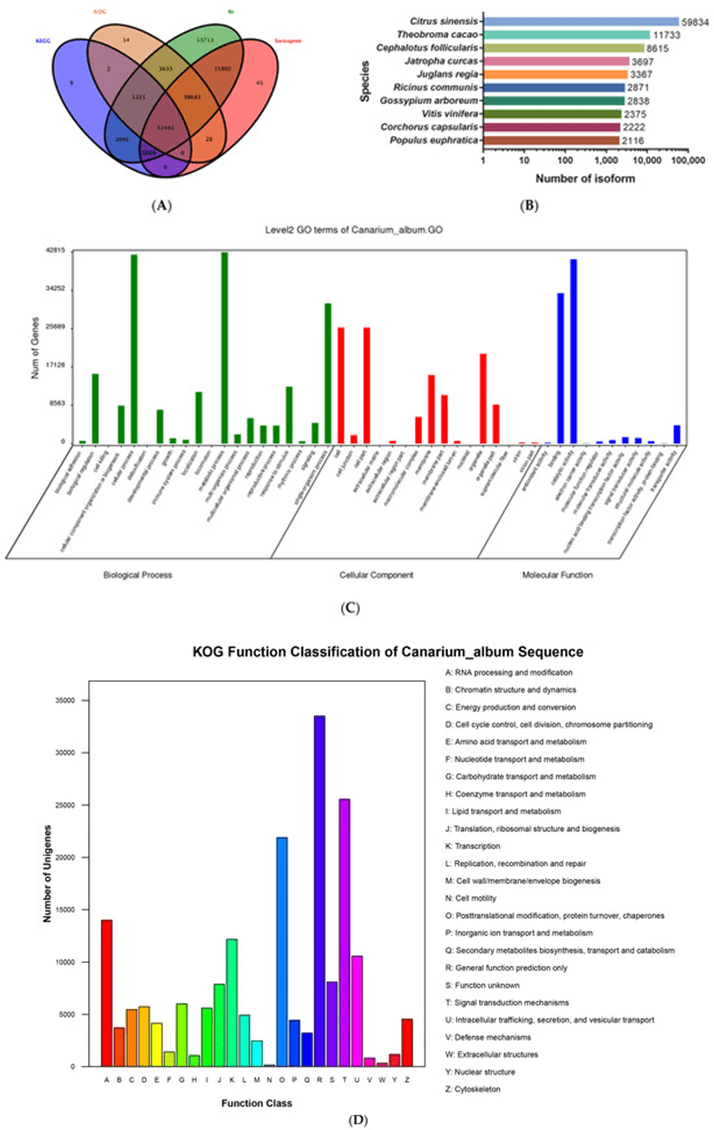 Full-length transcriptome sequencing and assembly of C. album by the SMRT method. (Ye et al., 2024)