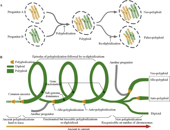 Plants polyploidization and re-diploidization events.