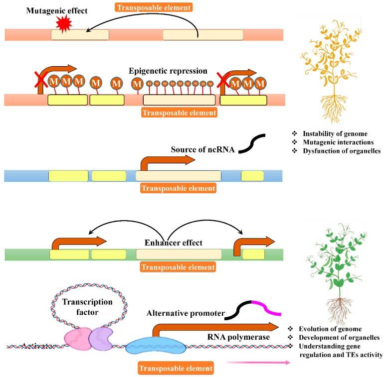 Primary regulatory roles of transposable elements.