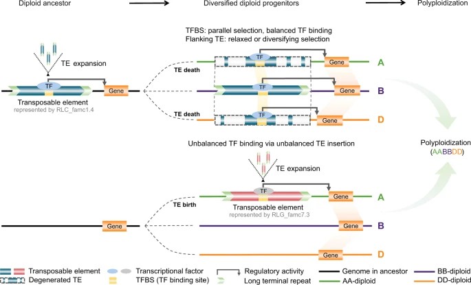 The effects of TE-derived regulatory.