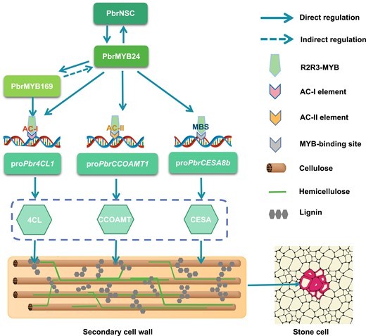 The hypothetical working model of PbrMYB24 regulation of stone cell formation.