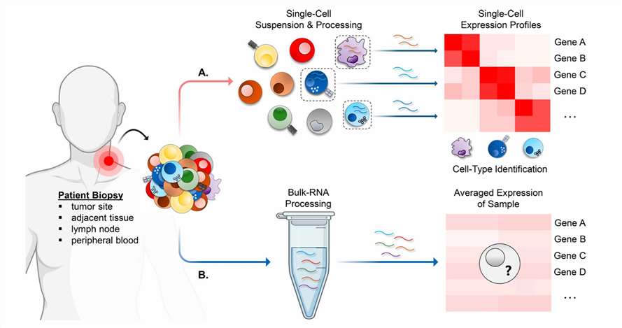 Comparison of scRNA-seq and bulk RNA-seq methods for analyzing the tumor microenvironment (TME)