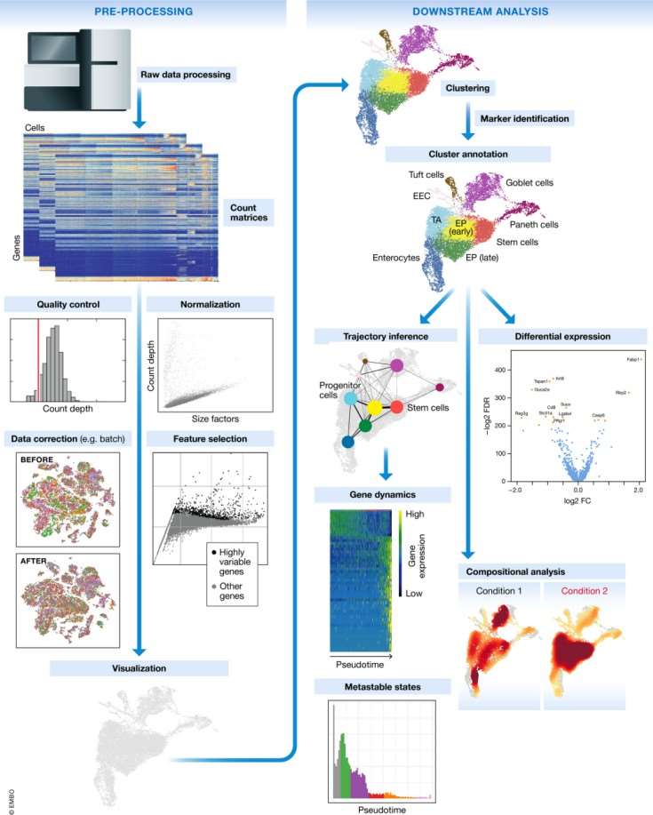 Diagram illustrating a typical workflow for single-cell RNA sequencing (scRNA-seq) analysis