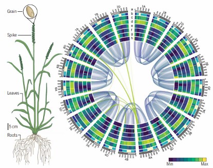 Wheat genome assembly