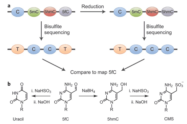 Quantitative sequencing of 5-formylcytosinein DNA at single-base resolution.