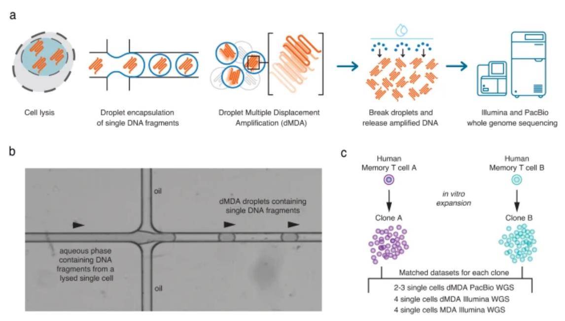 PacBio Sequencing and Droplet-Based MDA Amplification: Pioneering Human Single-Cell Genomics