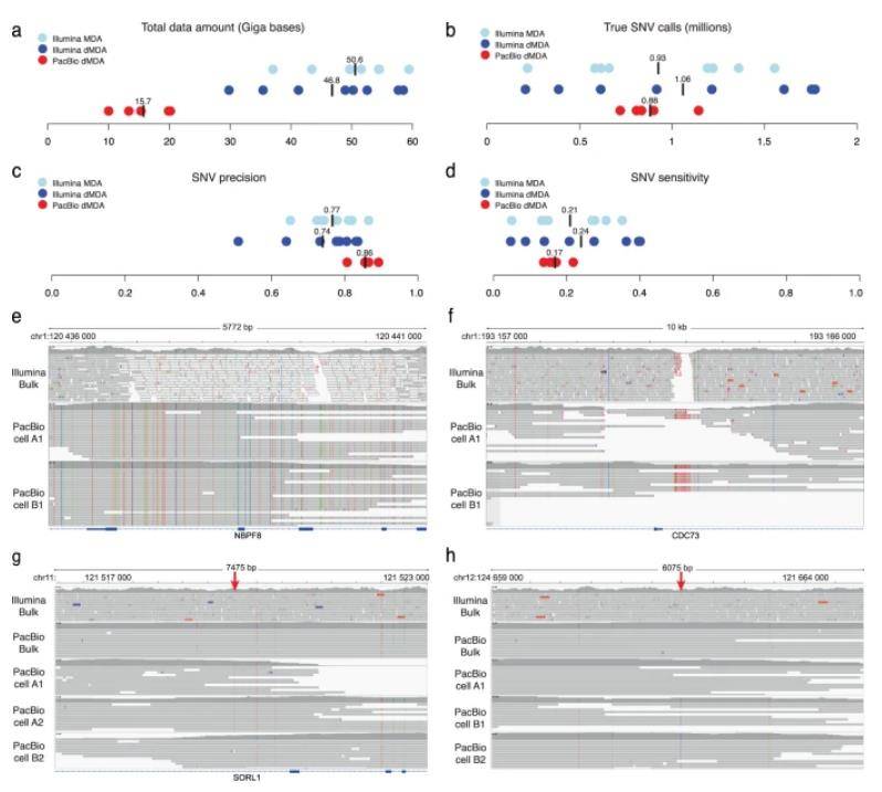 Single-Cell SNV Detection in Long-Read Sequencing Data