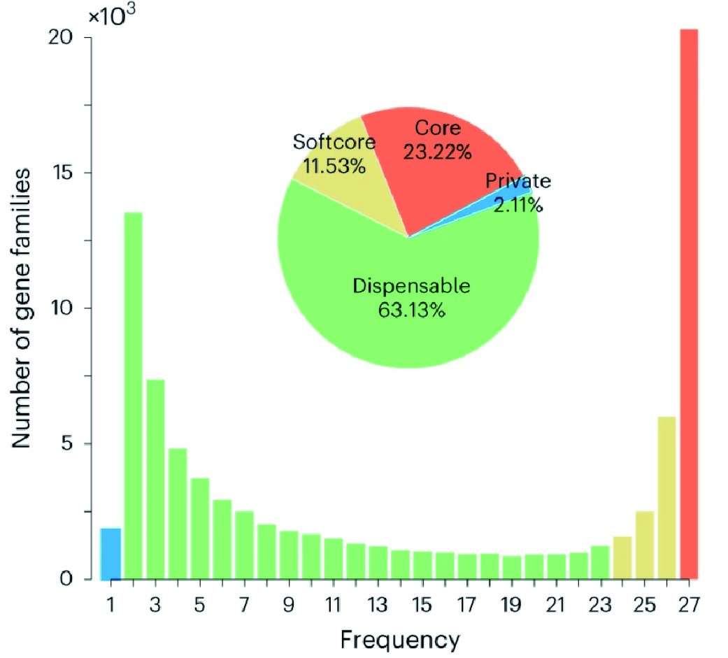 Pan-genome Analysis: Statistical Profiling and Visualization of Four Gene Categories