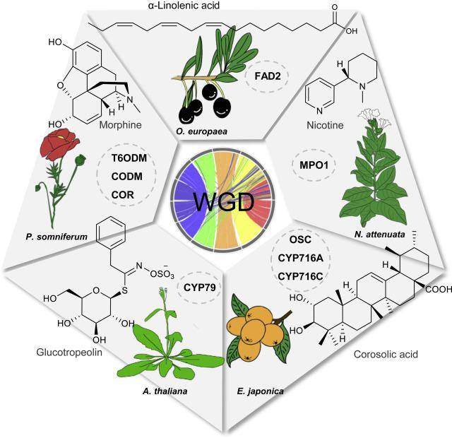 Pan-genomes and Plant Secondary Metabolism