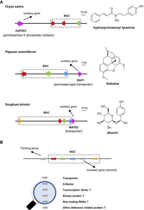 Biosynthetic gene clusters and auxiliary genes.