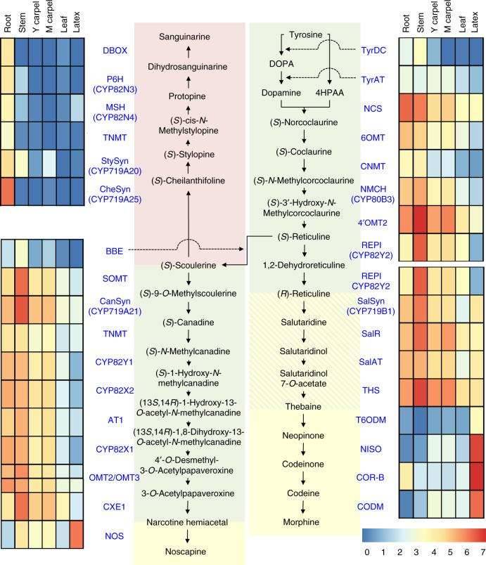 Genes involved in BIA biosynthesis in six tissues of the opium poppy.