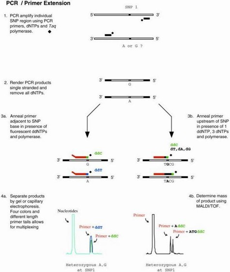 The Workflow of PCR-LDR SNP Genotyping.