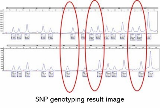 The PCR-LDR SNP Genotyping Results Display Figure.