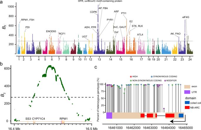 Fig. 2: Evidence of balancing selection in the moso bamboo population contributing to environmental adaptation. (Zhao et al., 2021)
