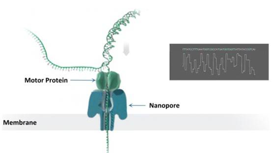 How Nanopore sequencing works