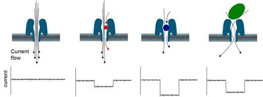 Electric current passes through nanoporer.