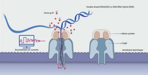 Electric current passes through nanoporer.