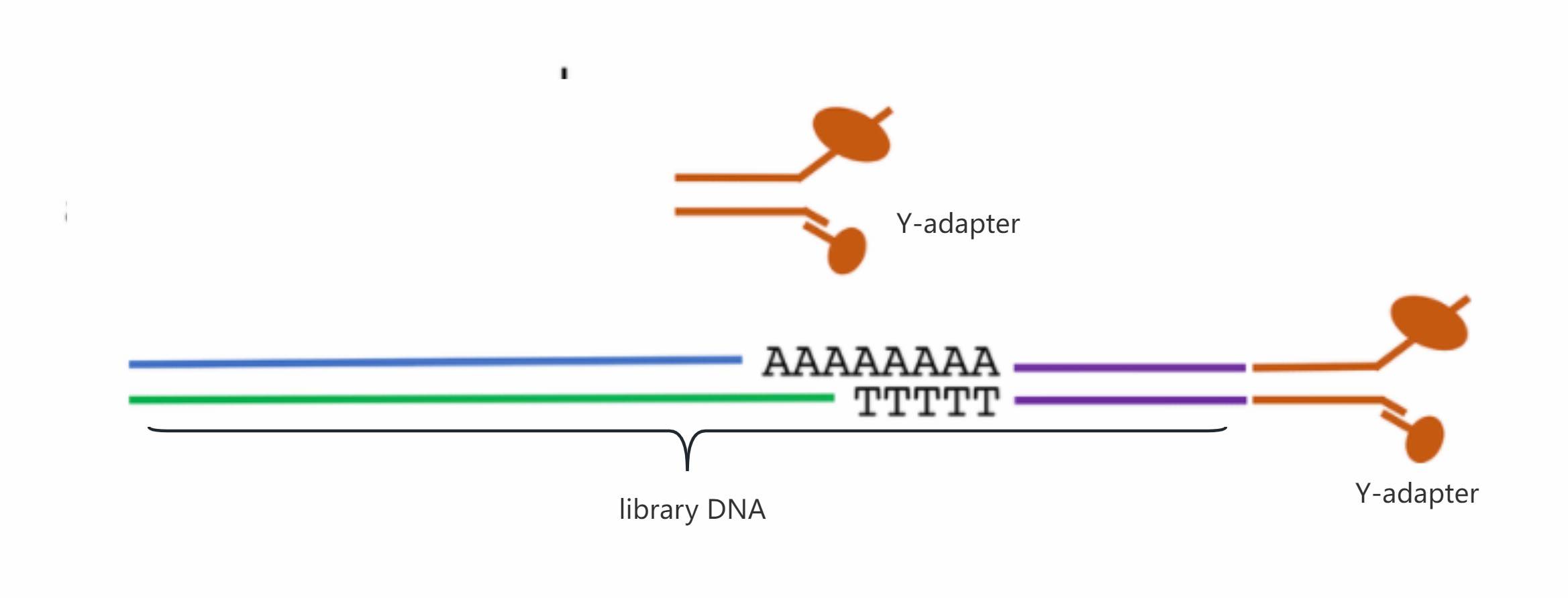 Nanopore Sequencing Principle