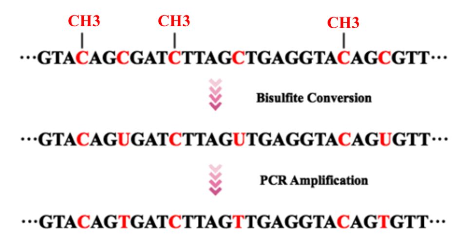 Figure 1. Bisulfite Treatment and PCR Amplification Preceding DNA Sequencing.