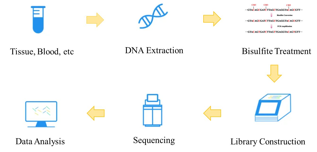 Figure 2. Overview of the Whole Genome Bisulfite Sequencing Workflow.