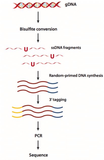 Figure 3. The Whole Genome Bisulfite Sequencing Procedure. (Khanna et al. Epignome[trade] methyl-seq kit: a novel post-bisulfite conversion library prep method for methylation analysis. 2013)