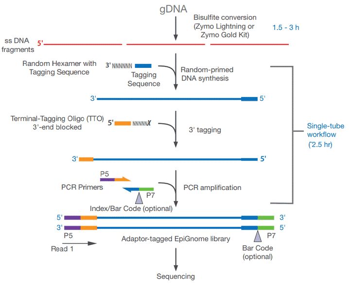 Figure 6. EpiGnomeTM Methyl-Seq Kit Workflow.