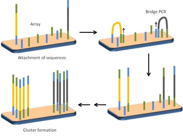 Schematic showing the concept of bridge PCR and cluster formation.