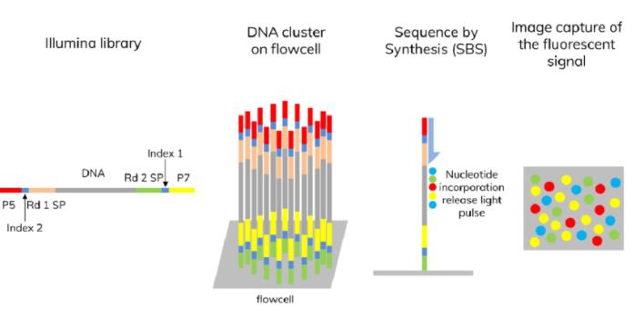 Illumina sequencing by synthesis (SBS)