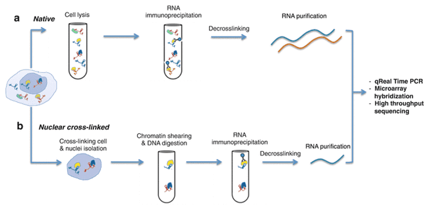 RNA immunoprecipitation sequencing protocol workflow.