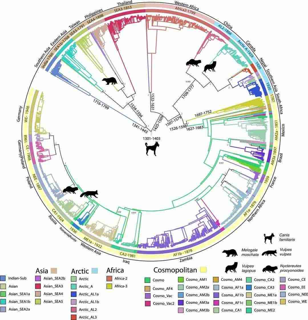 ML consensus phylogenetic tree of canine RABV sequences.