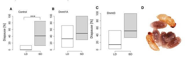 Figure 3. Role of DNA methylation in photoperiodic-mediated diapause response. (Pegoraro et al., 2016)