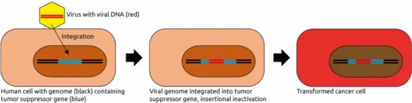Research Advances in Viral Genomics in Tumorigenesis and Development