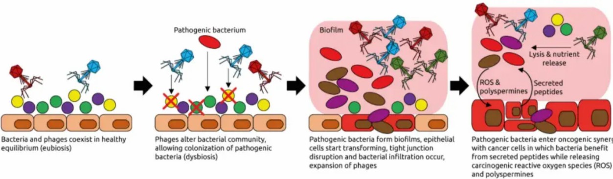 Phage-induced tumorigenesis.