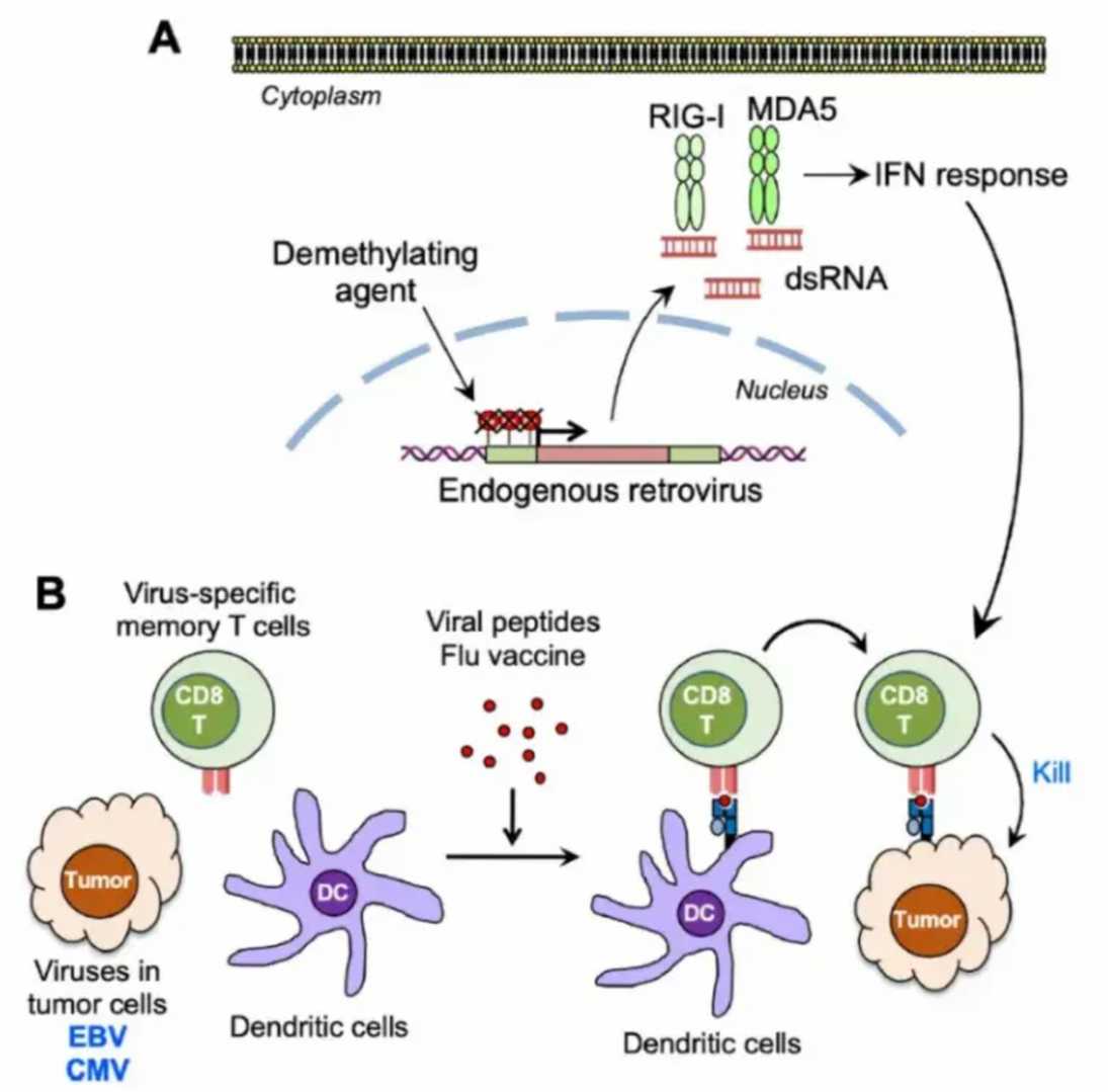 Antiviral immune activation enhances antitumor immunotherapy.