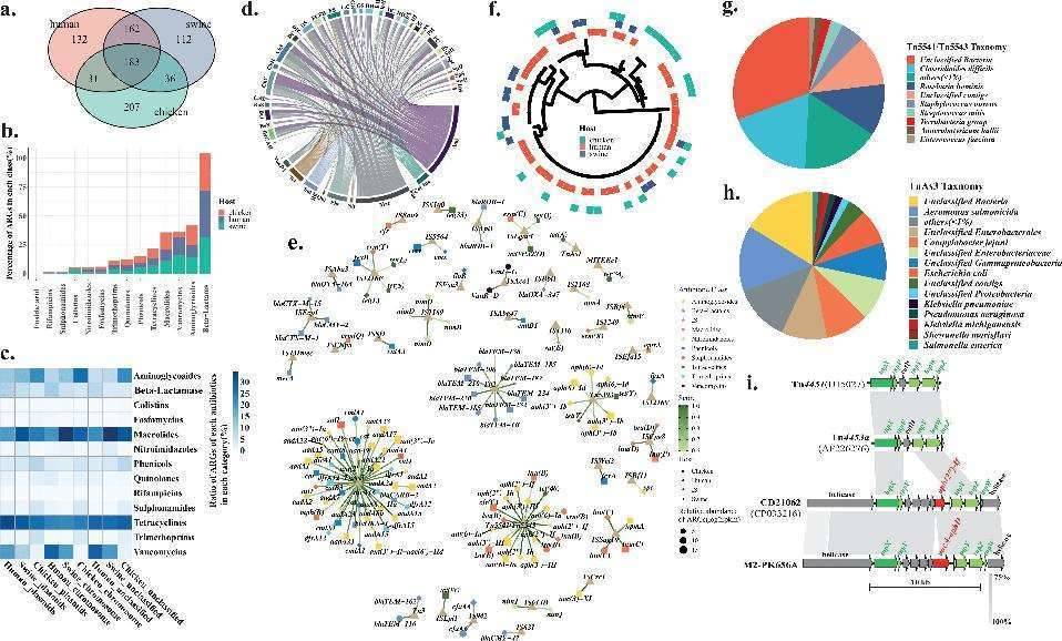 Shared ARGs in humans and food animals.